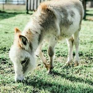 Meet your Posher, Hazel